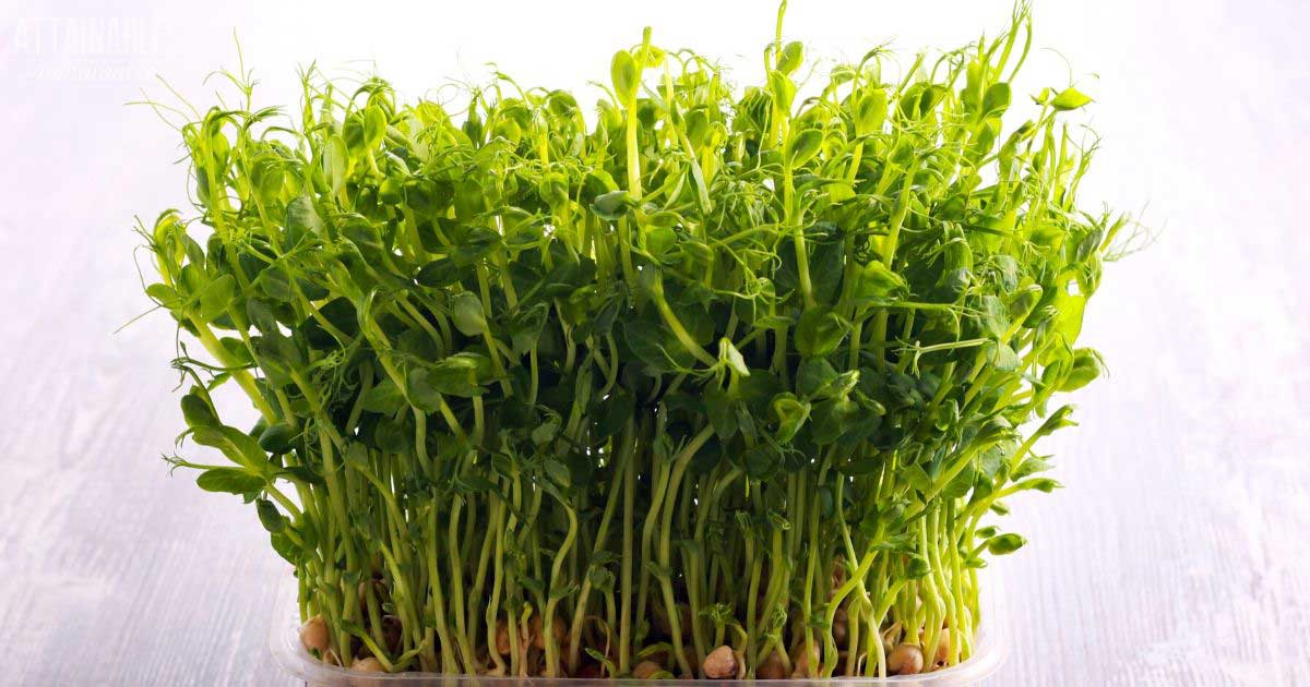 microgreens growing in a container