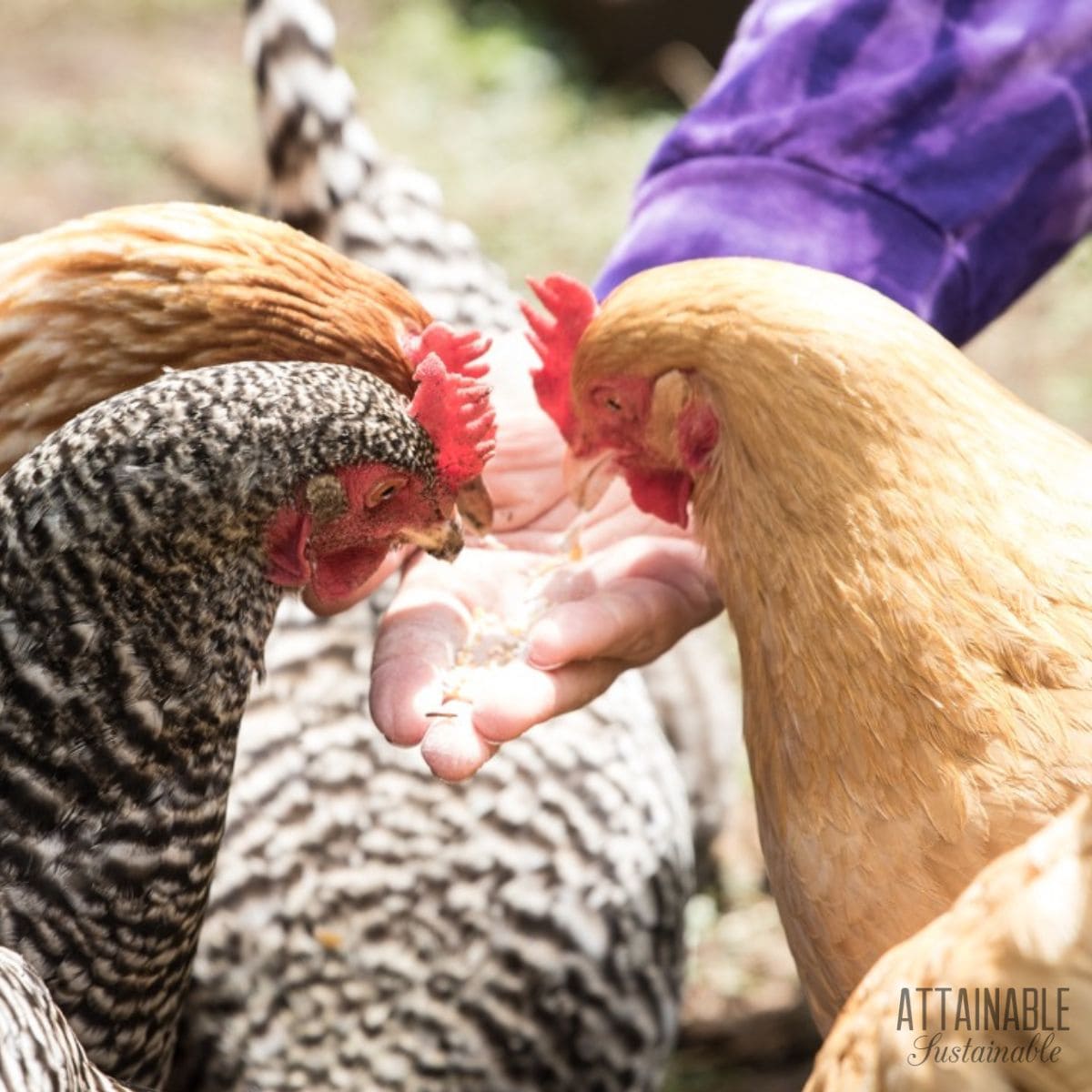 chickens eating out of a human hand.