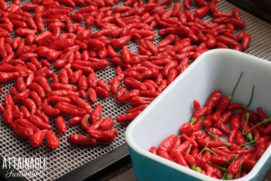 Hawaiian chile peppers on a dehydrator tray