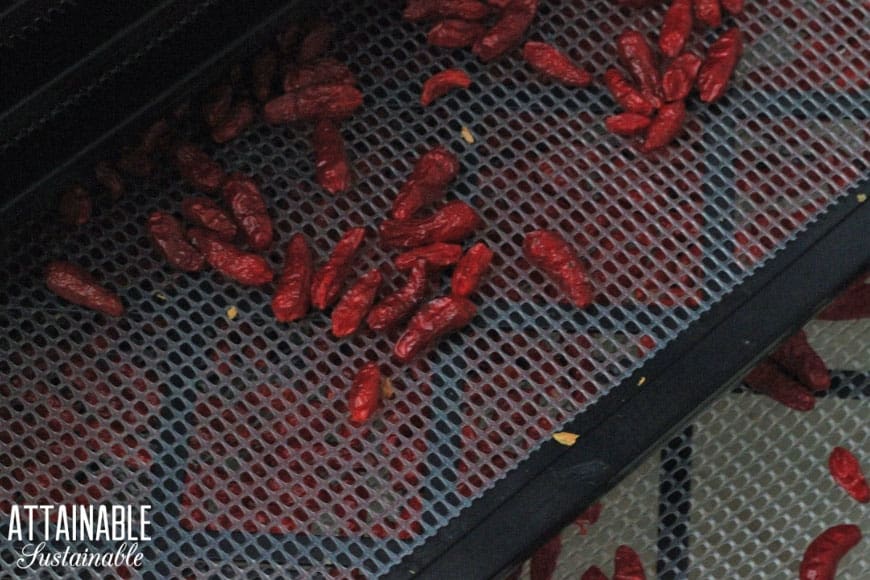 Hawaiian chile peppers on a dehydrator tray after drying.