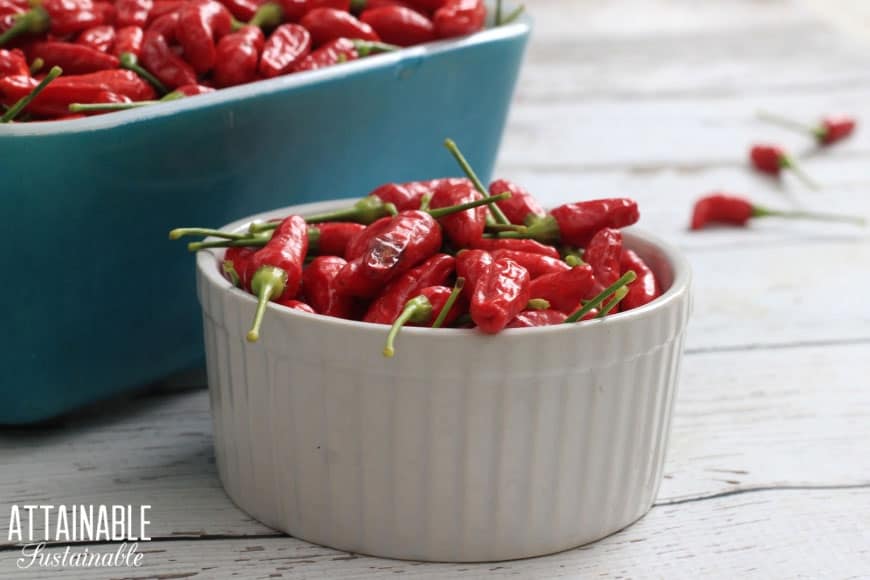 red chile peppers in two containers: a vintage teal loaf pan and a white ramekin.