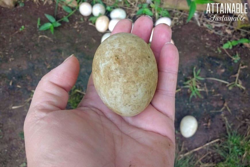 duck egg, somewhat dirty, in a human hand