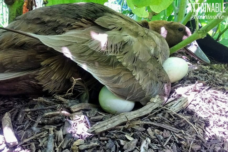 brown duck with duck eggs visible under her