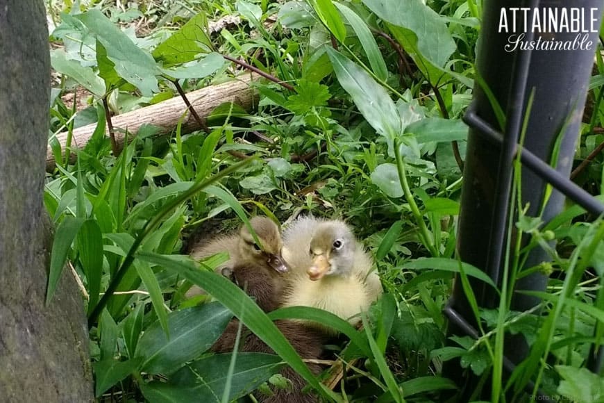 two yellow ducklings in green grass