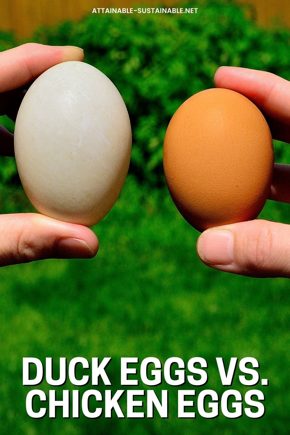 hands holding a white duck egg and a brown chicken egg side by side.