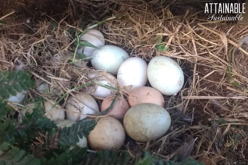 duck eggs in a nest with a couple of brown chicken eggs