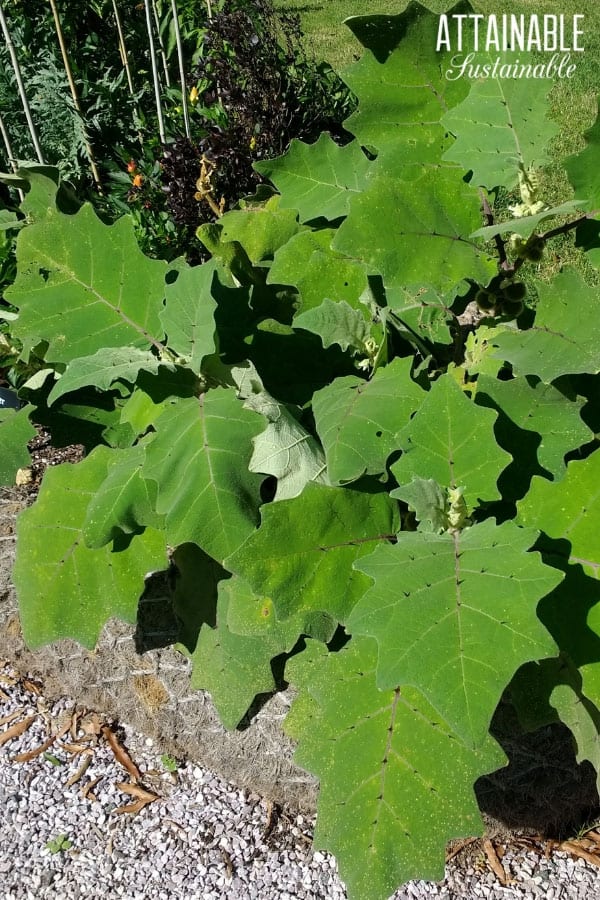 eggplant in a garden