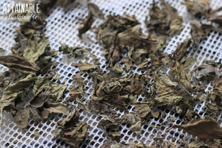 drying basil on a dehydrator tray