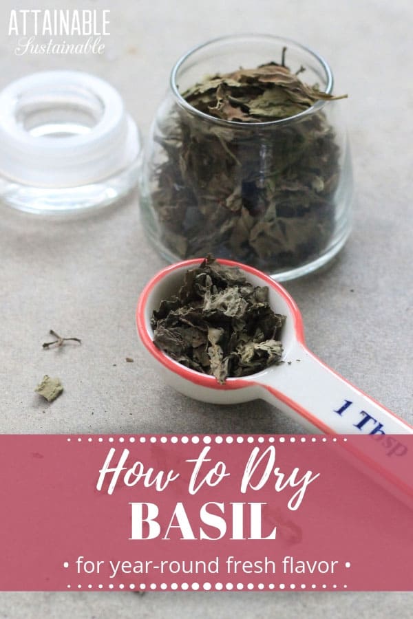 dried basil in a ceramic tablespoon measure, with more in a glass jar with words: how to dry basil in pink