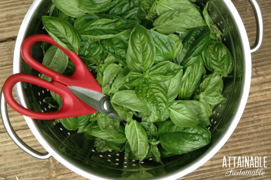 fresh basil in a silver colander with red-handled kitchen shears