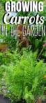 carrot plants in the garden
