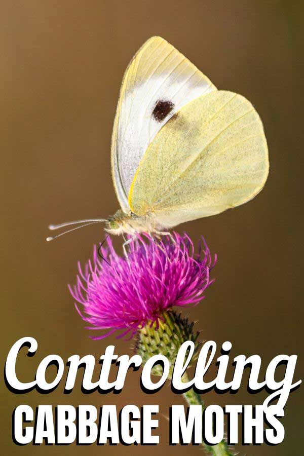 WHITE BUTTERFLY on a thistle flower