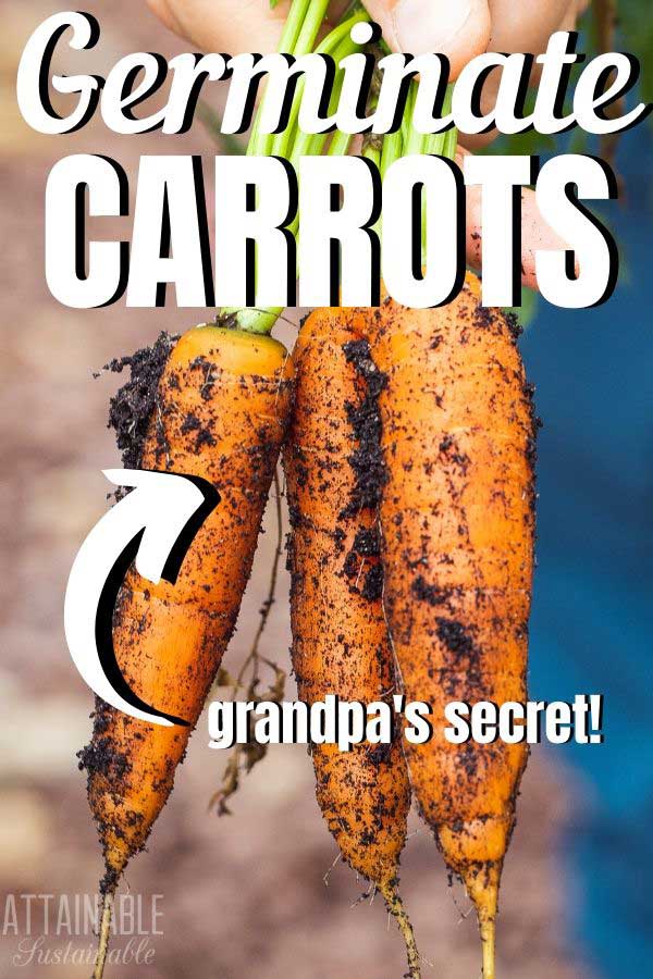 3 carrots with dirt on them