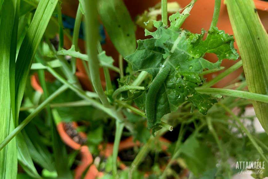 cabbage butterfly larvae on a kale leaf