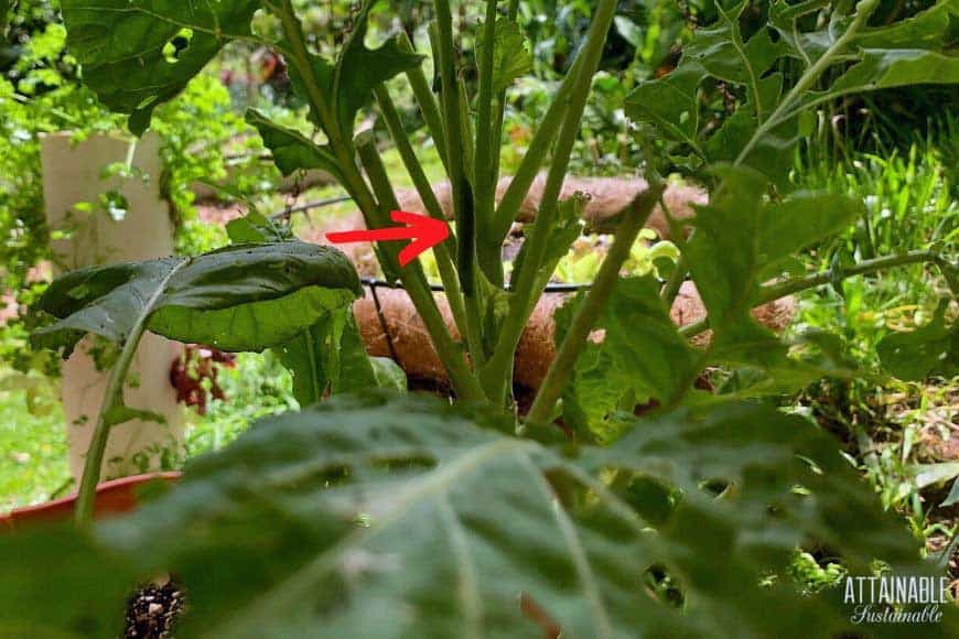 caterpillar hiding on a stem of kale