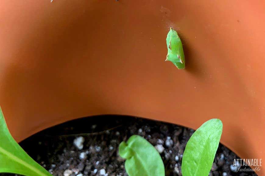 cabbage butterfly chrysalis