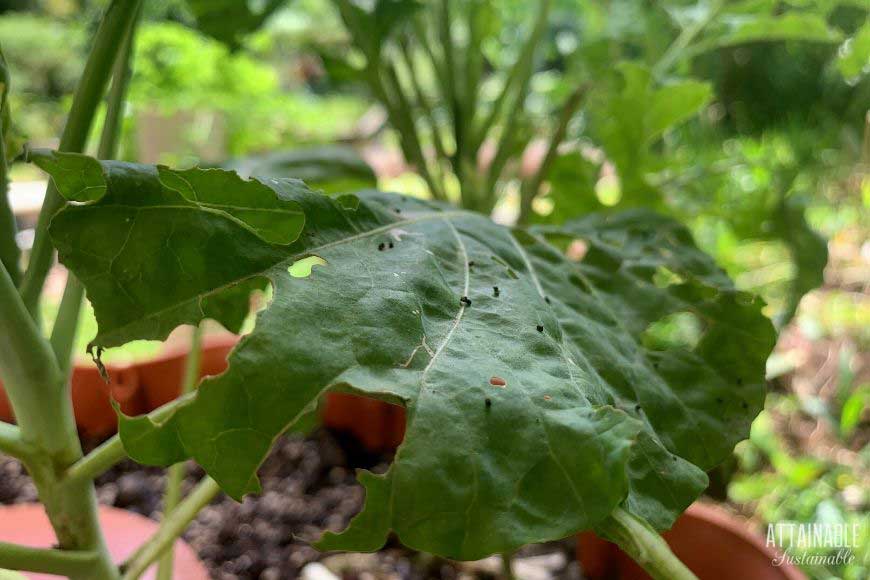 cabbage moth poop on a kale leaf