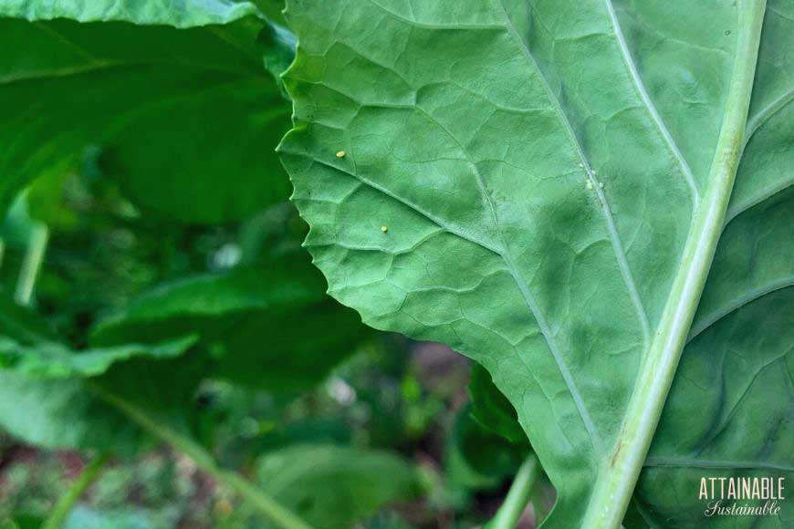 cabbage worm eggs on a kale leaf