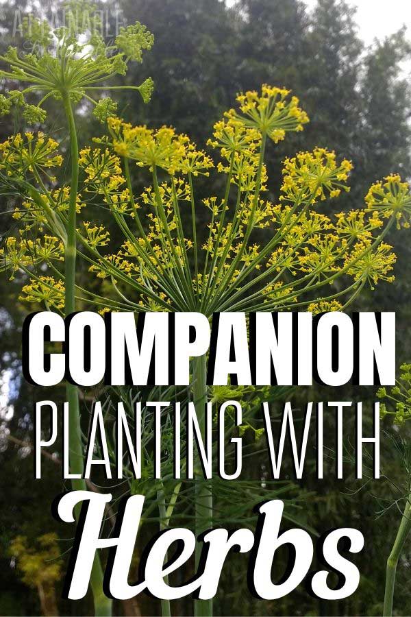 dill flowers for companion planting