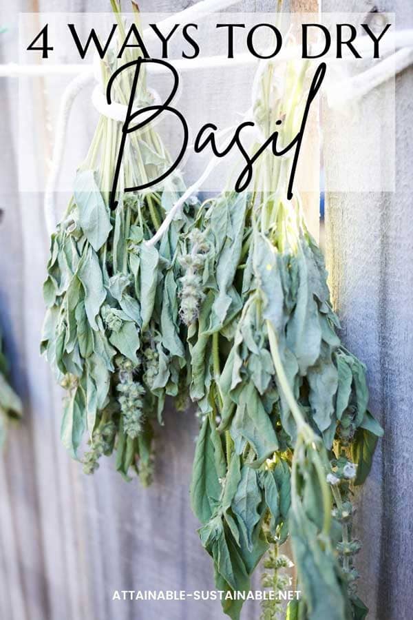 bundles of dried basil hanging on a fence