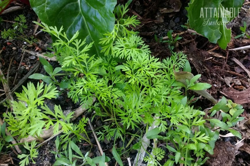 feathery green foliage of a plant against dark soil