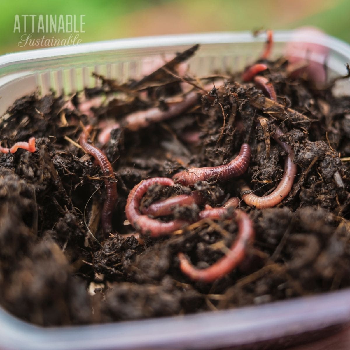 composting worms in castings.