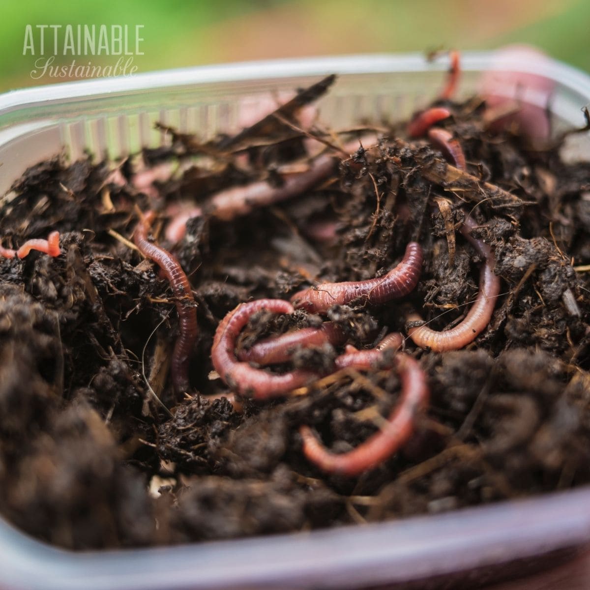 Image of Worm bin full of compost worms and their castings