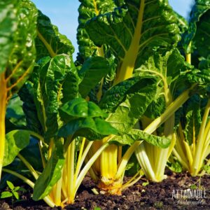 swiss chard plants growing in the ground.