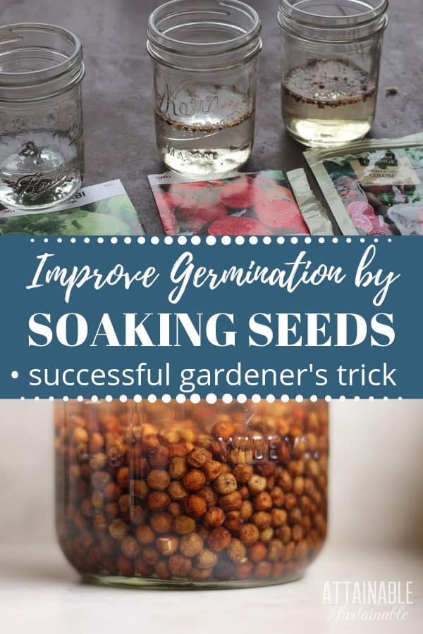 seeds soaking in glass jars