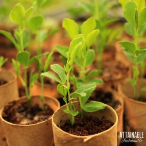 pea seedlings in toilet paper tube pots.
