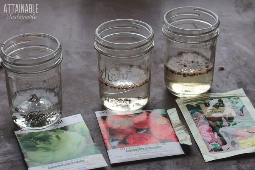 various seeds soaking in jars with vegetable seed packets