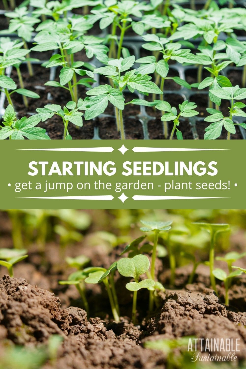 Planting Seeds: Starting Seedlings to Get a Jump on Your Garden