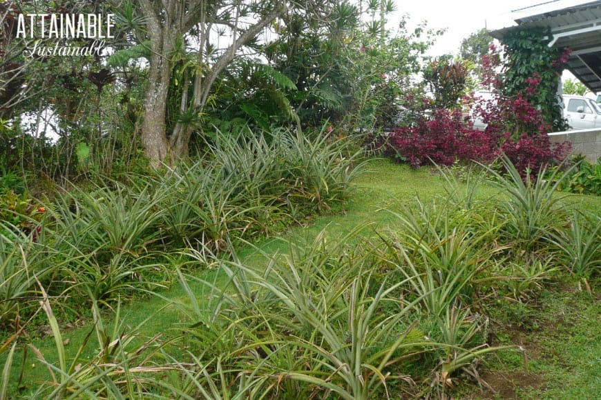 pineapple fields on a hillside