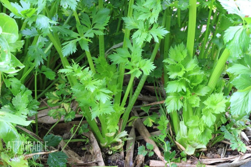 close up of fresh celery in a garden