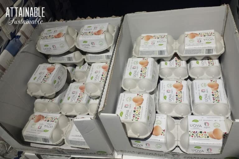 How Long Do Fresh Eggs Last? Your Guide to Using and Storing Eggs