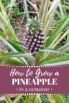 pineapple on a plant, words: How to Grow a Pineapple