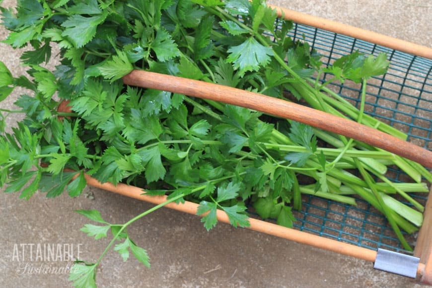 celery in a basket