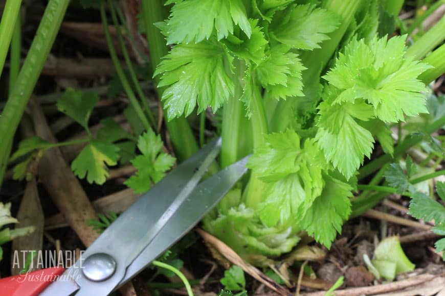 harvesting celery with scissors at the base of the plant