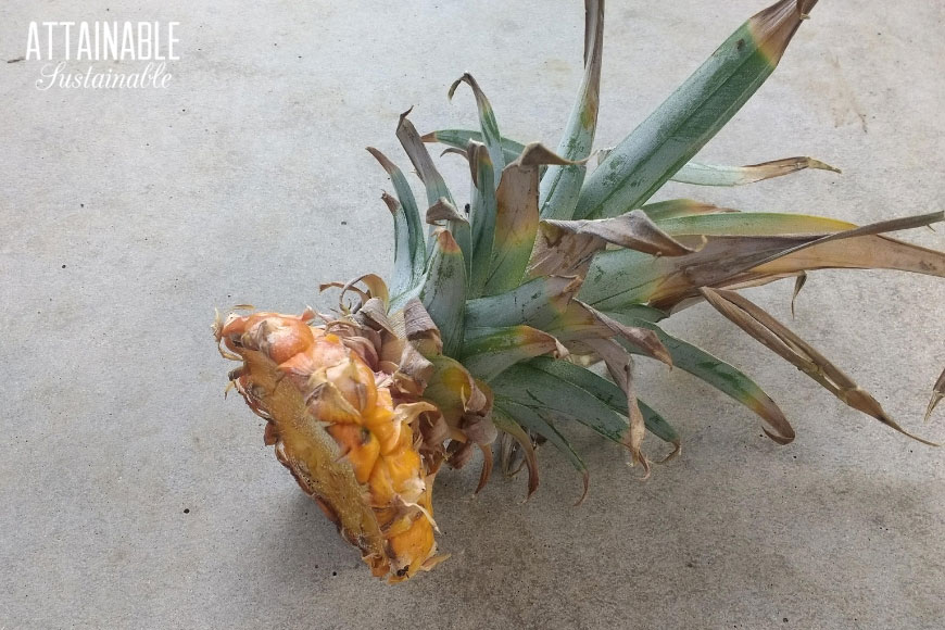 pine apple crown on a concrete surface