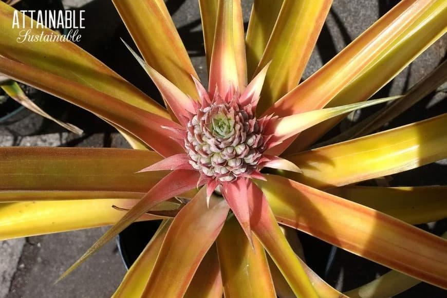 baby pineapple on a plant