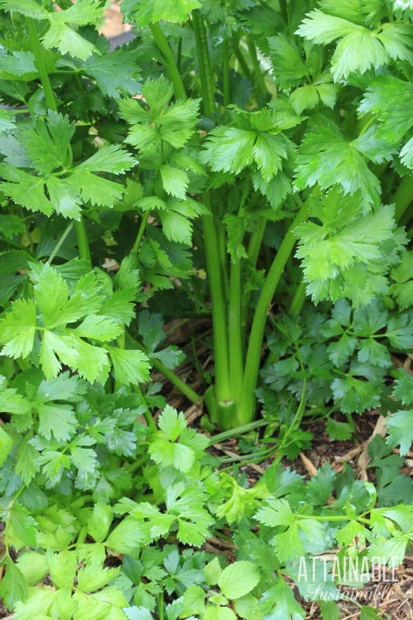 celery growing in a garden