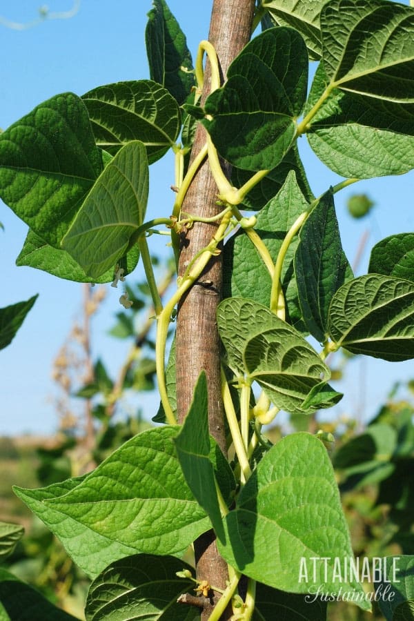 pole beans on a trellis