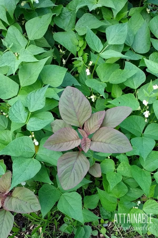 growing green beans from above, with an amaranth plant