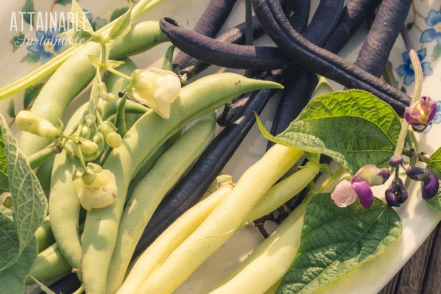 yellow, purple, and green beans on a plate