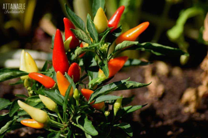 hot pepper plant