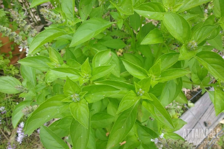 lemon basil plant