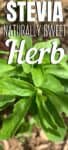 close up of herb