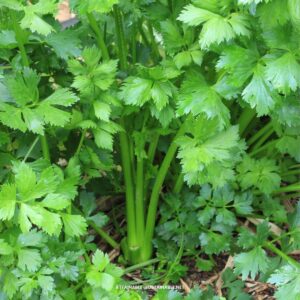 celery plant in a garden.