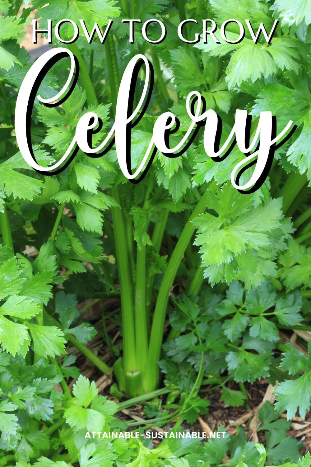 celery plant in a garden with words, "how to grow celery."