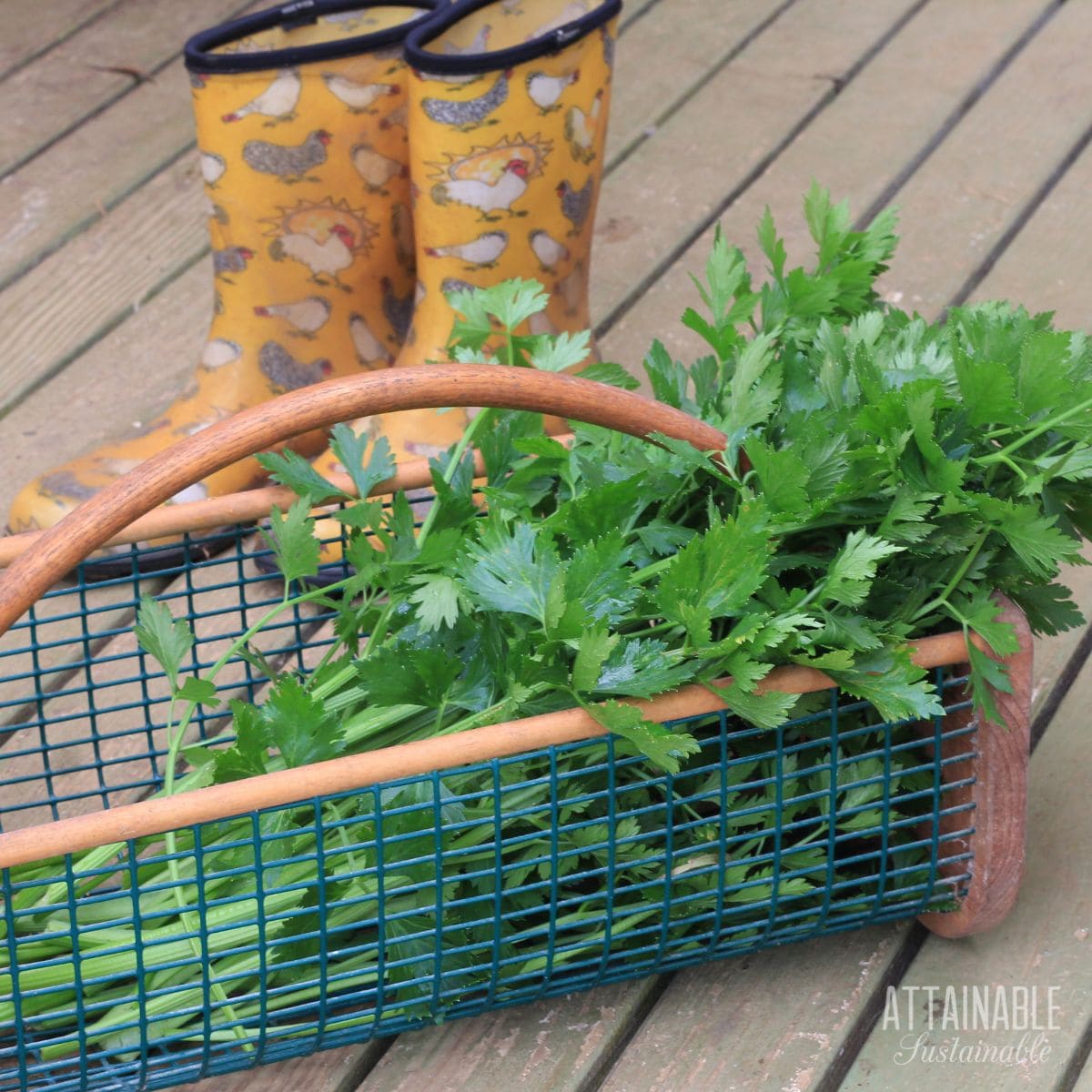 freshly harvest stalks of celery in a wire trug basket, yellow boots behind.